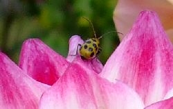 Dahlia Insects and Pest Control | Dahlia Care