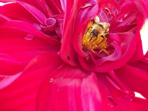 Bee on Spartatus | Dahlia Divas Bug Series