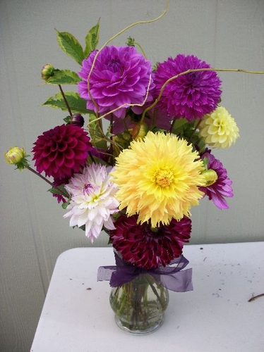  | Dahlia Arrangements Bouquets