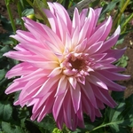 Alloway Candy | Dahlias by Flower Name