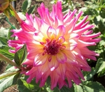 Bloomquist Dawn | Dahlias up to 4 ft.