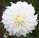 Beaucon White | Dahlias by Flower Name