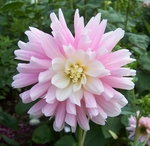 Childsons Pride | Dahlias by Flower Name