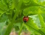Ladybug in Dahlia Foliage