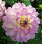 Miss Molly | New Dahlias 2024