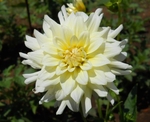 Moonstruck | Dahlias by Flower Name
