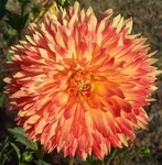 Procyon | Dahlias by Flower Name
