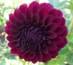 Shadow Cat | Dahlias by Flower Name