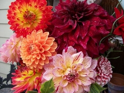 Dahlia Arrangements Bouquets