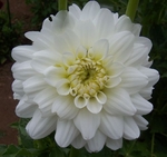 Swan Lake | Dahlias up to 5 ft.