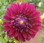 Woodland's Merinda | New Dahlias 2024