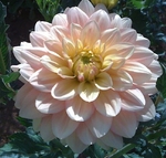 Wyn's NEW Pastel | Dahlias by Flower Name