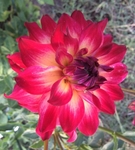 AC Rosebud | Dahlias by Flower Name