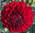 Ali Oop | Dahlias by Flower Name