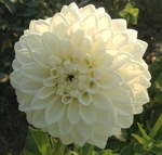 Blizzard | New Dahlias 2024