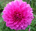 Brian R | Dahlias up to 4 ft.