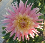 Clearview Lily | Dahlias by Flower Name