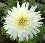 Clearview Snowcap | Dahlias by Flower Name