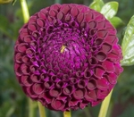 Czar Willow | 2 inch Miniature Dahlias