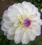 Eveline | Dahlias by Flower Name