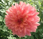 Ferncliff Copper | Dahlias by Flower Name