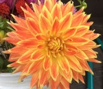 Ferncliff Fuego | Dahlias up to 4 ft.