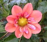 Giggles | Dahlias by Flower Name