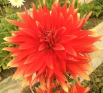 Hot Tamale | Dahlias by Flower Name