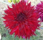 Jax | Dahlias up to 5 ft.