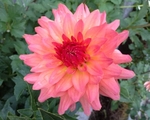 Just Peachy | Dahlias by Flower Name
