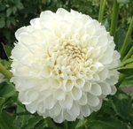 L'Ancresse | Dahlias up to 4 ft.