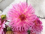 Pete's Pink Cactus | Dahlias by Flower Name