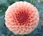 Rose Toscano | Dahlias by Flower Name