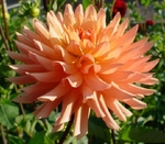 Tropic Sun | Dahlias up to 5 ft.