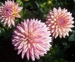 Valley Porcupine | Dahlias by Flower Name