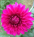 Vista Pinky | Dahlias by Flower Name