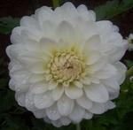White Fawn | Dahlias by Flower Name
